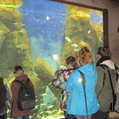 4.12.2014 Mikołajkowy wyjazd Do Afrykarium we Wrocławiu