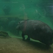 4.12.2014 Mikołajkowy wyjazd Do Afrykarium we Wrocławiu