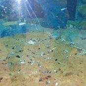 4.12.2014 Mikołajkowy wyjazd Do Afrykarium we Wrocławiu