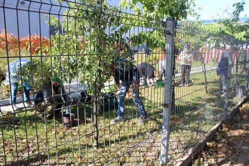 11,17.10.2018 Jesienne_zoledziobranie (4)