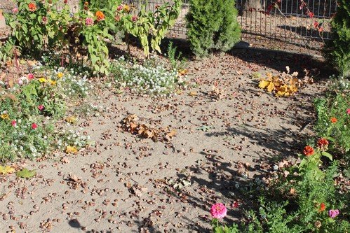 11,17.10.2018 Jesienne_zoledziobranie (8)