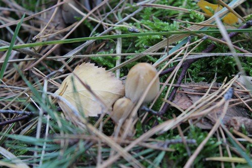 18.10.2018 Final_Akcji_Sprzatania_swiata (13)