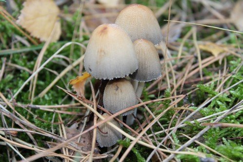 18.10.2018 Final_Akcji_Sprzatania_swiata (14)