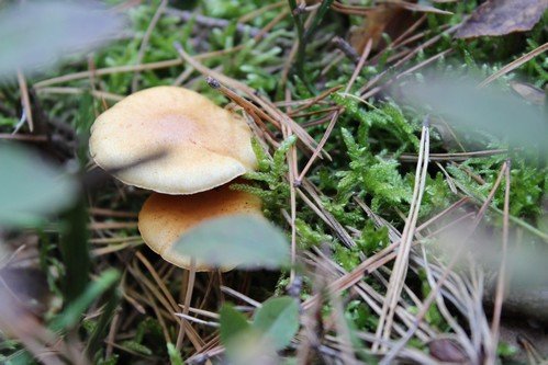 18.10.2018 Final_Akcji_Sprzatania_swiata (15)