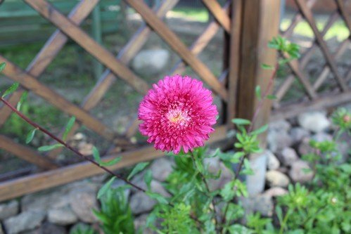 Lato w naszym ogrodzie (11)