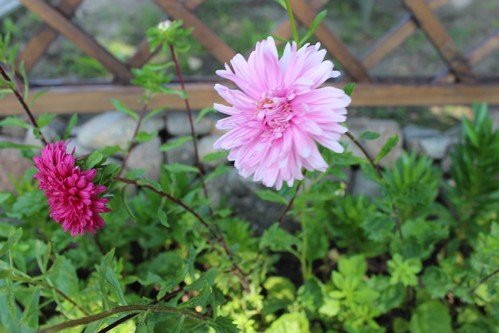 Lato w naszym ogrodzie (12)