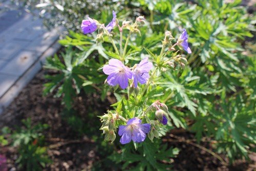 Lato w naszym ogrodzie (13)