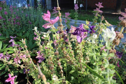 Lato w naszym ogrodzie (16)