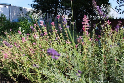 Lato w naszym ogrodzie (17)