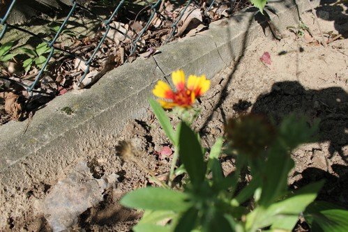 Lato w naszym ogrodzie (18)