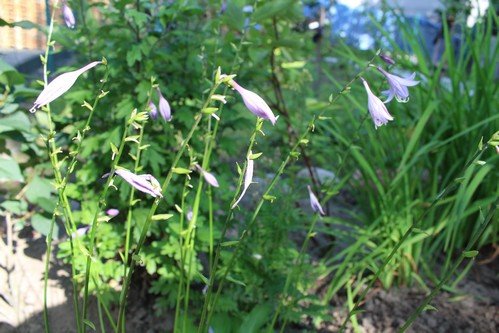 Lato w naszym ogrodzie (19)