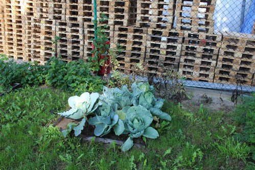 Lato w naszym ogrodzie (23)