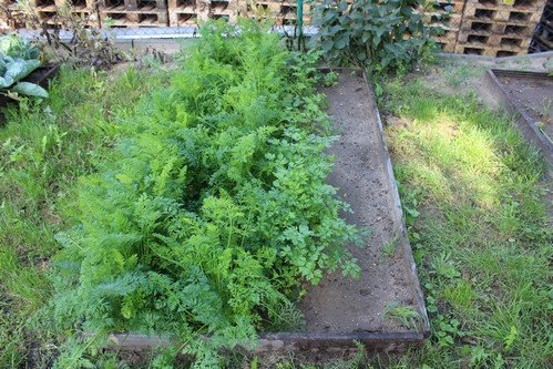 Lato w naszym ogrodzie (24)