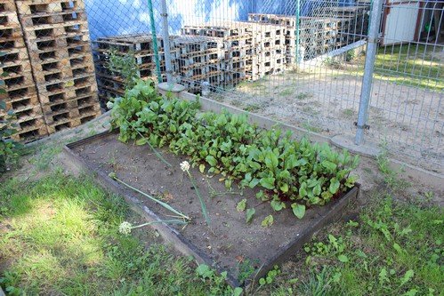 Lato w naszym ogrodzie (25)