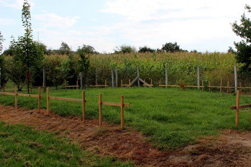 Lato w naszym ogrodzie (28)