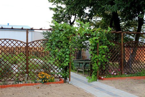 Lato w naszym ogrodzie (29)