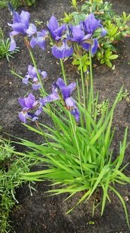 W maju jest pieknie (11)