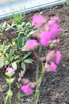 W maju jest pieknie (2)