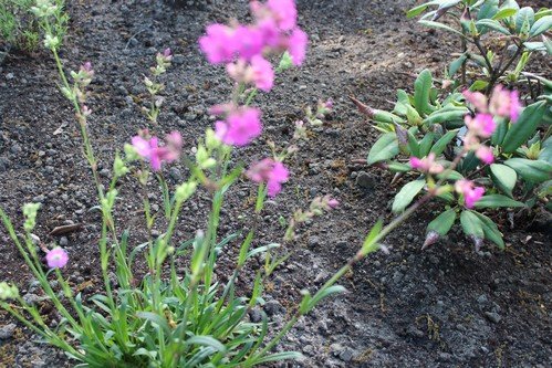 W maju jest pieknie (3)