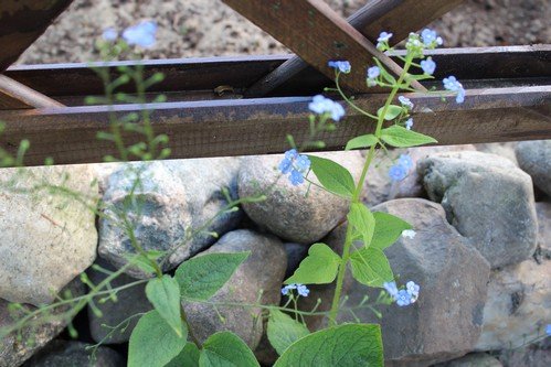 W maju jest pieknie (7)