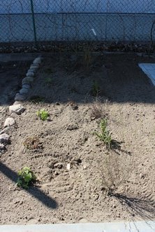 Wiosna w ogrodzie (21)