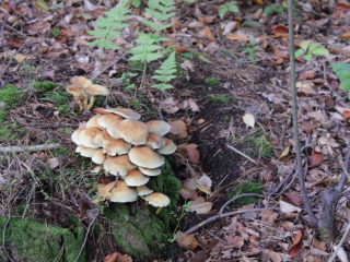 Październik 2020_16