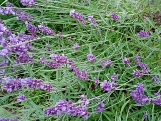 Piknik na ogrodzie_37