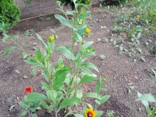 Piknik na ogrodzie_46