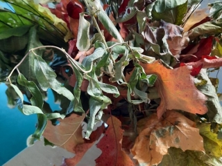 jesienny bukiet rozmaitości_7