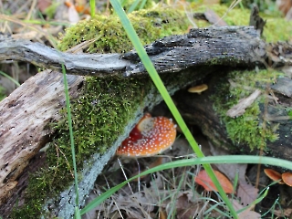 Podsumowanie akcji sprzątania świata_2
