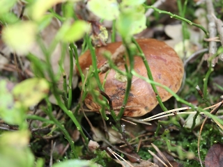 Podsumowanie akcji sprzątania świata_6