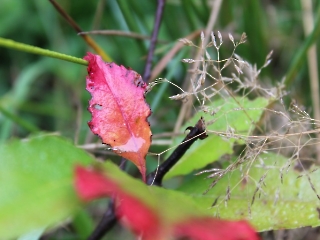 11.10.2023 Podsumowanie akcji sprzątania świata_14