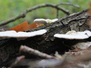 11.10.2023 Podsumowanie akcji sprzątania świata_23