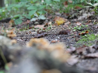 11.10.2023 Podsumowanie akcji sprzątania świata_25