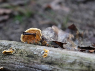 11.10.2023 Podsumowanie akcji sprzątania świata_26