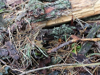 11.10.2023 Podsumowanie akcji sprzątania świata_4