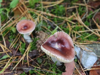 11.10.2023 Podsumowanie akcji sprzątania świata_6