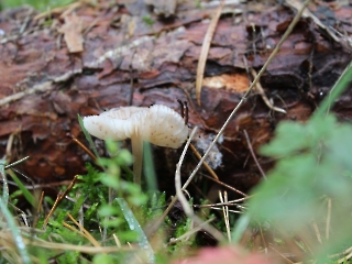 11.10.2023 Podsumowanie akcji sprzątania świata_8