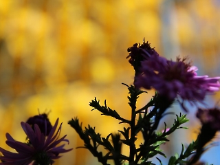 30.10.2023 ogród_10