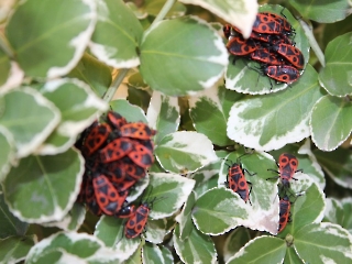 30.10.2023 ogród_11