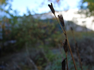 30.10.2023 ogród_12