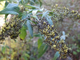 30.10.2023 ogród_13