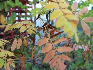 30.10.2023 ogród_14