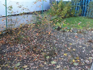 30.10.2023 ogród_15