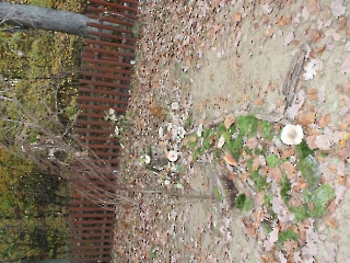 Podsumowanie Akcji Sprzątania Świata_25