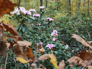 Podsumowanie Akcji Sprzątania Świata_27