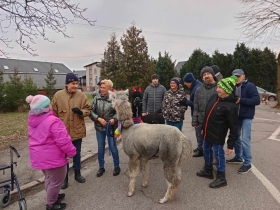 18.12.2023 Alpaki w naszym Domu
